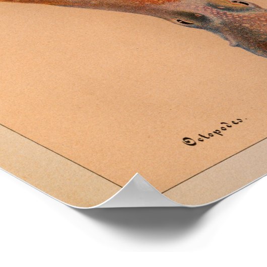 1851 Vintager Oktopus Poster (Ecke)