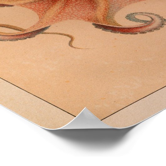 1851 Vintager Oktopus Poster (Ecke)