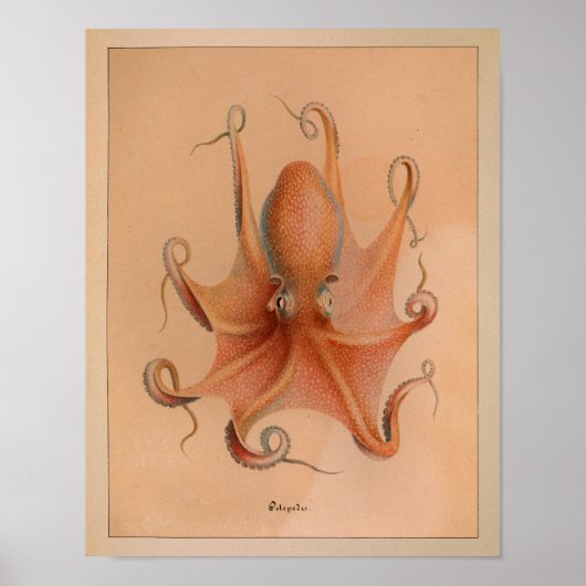 1851 Vintager Oktopus Poster (Vorne)