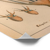 1851 Vintager Oktopus Poster (Ecke)