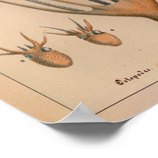 1851 Vintager Oktopus Poster (Ecke)