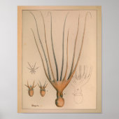 1851 Vintager Oktopus Poster (Vorne)