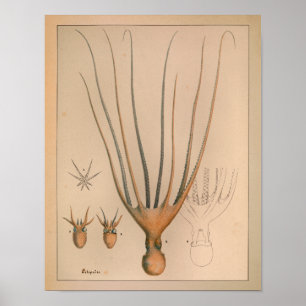 1851 Vintager Oktopus Poster