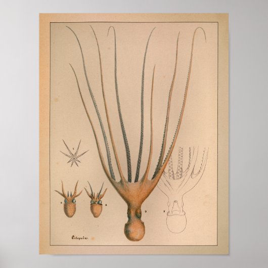 1851 Vintager Oktopus Poster (Vorne)