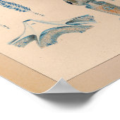 1851 Vintager Tintenfisch drucken Poster (Ecke)