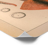 1851 Vintager Tintenfisch drucken Poster (Ecke)