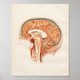 1852 Vintage Anatomie-Druck Gehirn Rückenmark Poster