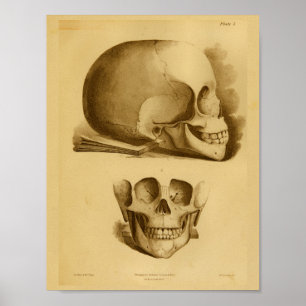 1854 Antiker Druck der Anatomie des menschlichen S Poster