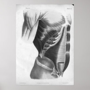 1854 Vintage Anatomie Brustkorb Muskeln B/W Druck Poster