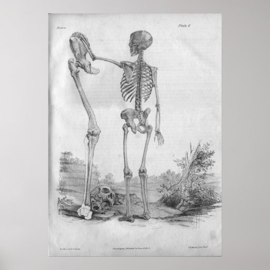 1854 Vintage Anatomie Skeleton Print Poster (Vorne)