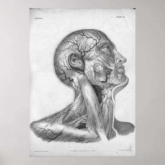 1854 Vintage Head & Neck Arteries Anatomy Print Poster (Vorne)