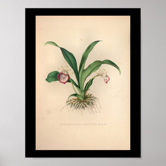 1860 Vintage Orchid-Blume drucken Poster (Vorne)