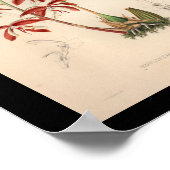 1860 Vintage Orchid-Blume drucken Poster (Ecke)