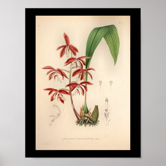 1860 Vintage Orchid-Blume drucken Poster (Vorne)