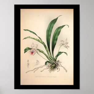 1860 Vintage Orchid-Blume Druckfarben Rosa Poster