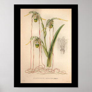 1860 Vintage Orchid-Blume Druckfarben Rosa Poster