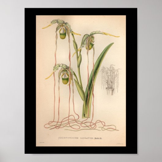 1860 Vintage Orchid-Blume Druckfarben Rosa Poster (Vorne)