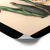 1860 Vintage Orchid-Blume Druckrot Poster (Ecke)