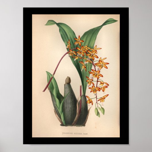 1860 Vintage Orchid-Blume Druckrot Poster (Vorne)