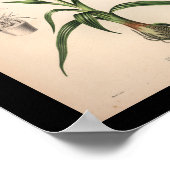 1860 Vintage Orchid-Blume Druckrot Poster (Ecke)