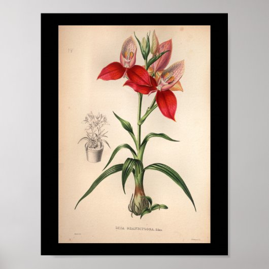 1860 Vintage Orchid-Blume Druckrot Poster (Vorne)