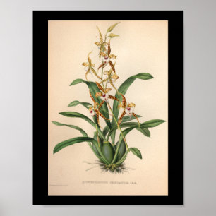 1860 Vintage Orchid-Blume Druckrot Streifen Poster