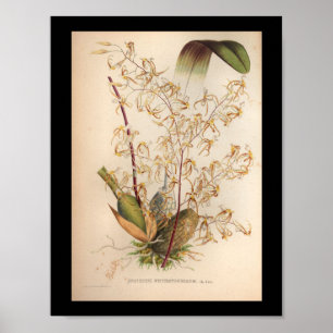 1860 Vintage Orchid-Blume Gelb drucken Poster