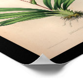 1860 Vintage Orchid-Blume Lila drucken Poster (Ecke)