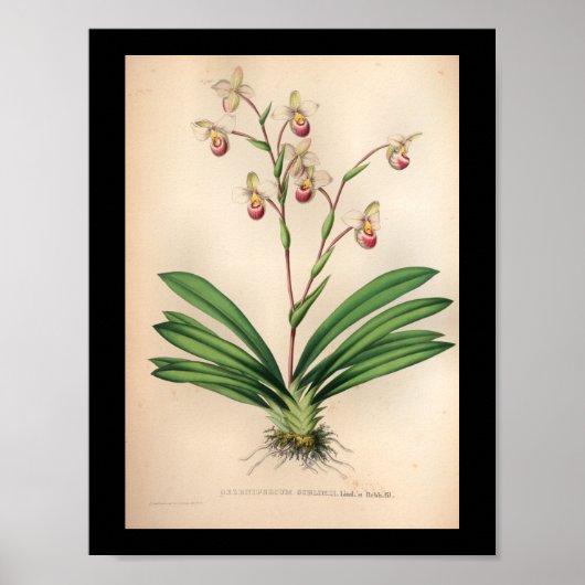 1860 Vintage Orchid-Blume Lila drucken Poster (Vorne)