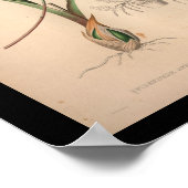 1860 Vintage Orchid-Blume Lila drucken Poster (Ecke)