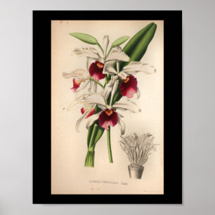 1860 Vintage-Orchideen-Blumen-Druck lila Poster