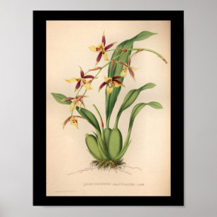 1860 Vintage-Orchideen-Blumen-Druck lila Poster