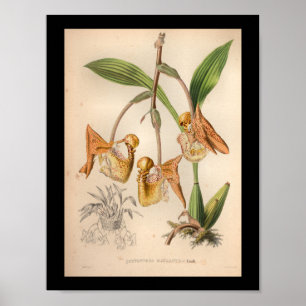 1860 Vintage-Orchideen-Blumen-Druck orange gespren Poster