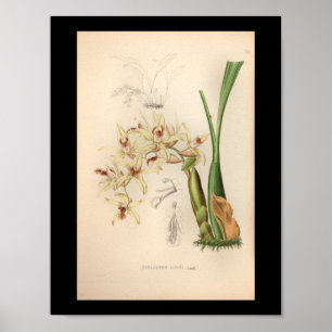 1860 Vintage Orchideen-Blumen Druck Poster