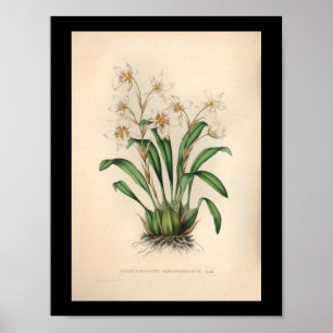 1860 Vintage Orchideen-Blumen Druck Poster