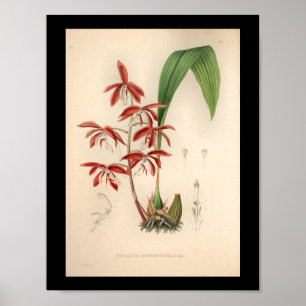 1860 Vintage Orchideen-Blumen Druck Poster