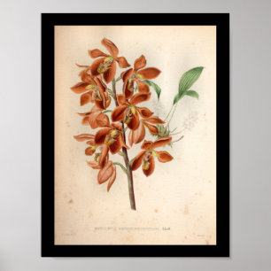 1860 Vintage-Orchideen-Blumen-Druck Rot Poster