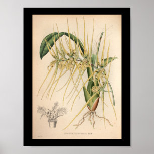 1860 Vintage-Orchideen-Blumenprint Gelb Poster