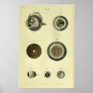 1866 Anatomie des menschlichen Auges Druck Poster