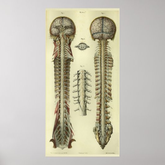 1866 Gehirn Rückenmark Nerves Anatomie drucken Poster (Vorne)