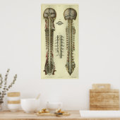 1866 Gehirn Rückenmark Nerves Anatomie drucken Poster (Küche)