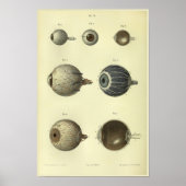 1866 Human Eye Anatomy Print Poster (Vorne)