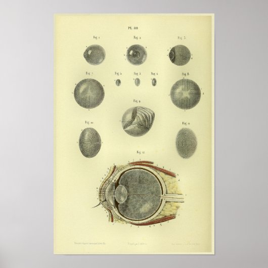 1866 Human Eye Cornea Anatomy Print Poster (Vorne)