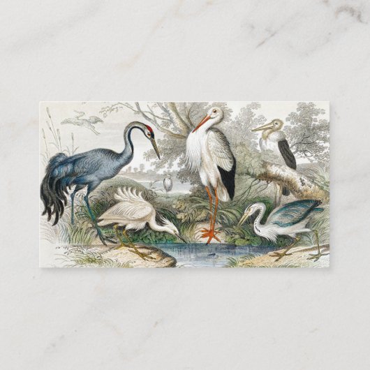 1866 Kranich, Weißer Storch, Heron, Little Egret & Visitenkarte (Rückseite)