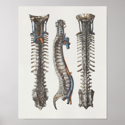 1867 Adern Spine Vintage Anatomie drucken Poster (Vorne)