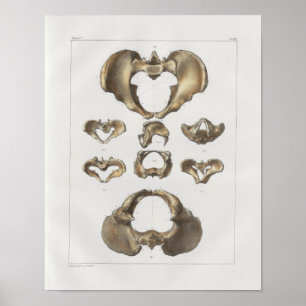 1867 Beckenknochen Vintage Anatomie Druck Poster