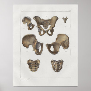 1867 Beckenknochen Vintage Anatomie Druck Poster