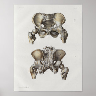 1867 Beckenknochen Vintage Anatomie Druck Poster