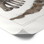 1867 Foot Bones Vintage Anatomie drucken Poster (Ecke)