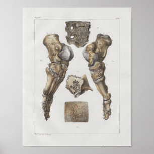 1867 Fuß Knöchel Knochen Vintage Anatomie Druck Poster